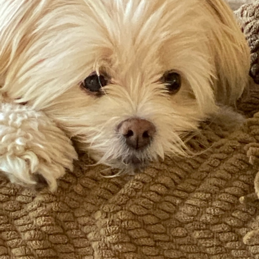 Meet your Posher, Susan